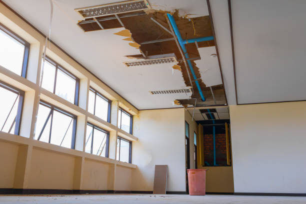 Best Mold removal after water damage  in Schler Park, IL