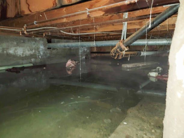 Best Flood damage cleanup  in Schler Park, IL
